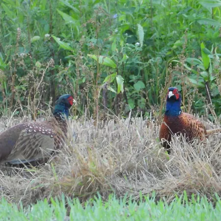 Erwachsenen Der Wieserhof Wunderschöne Einzellage Gasthof *