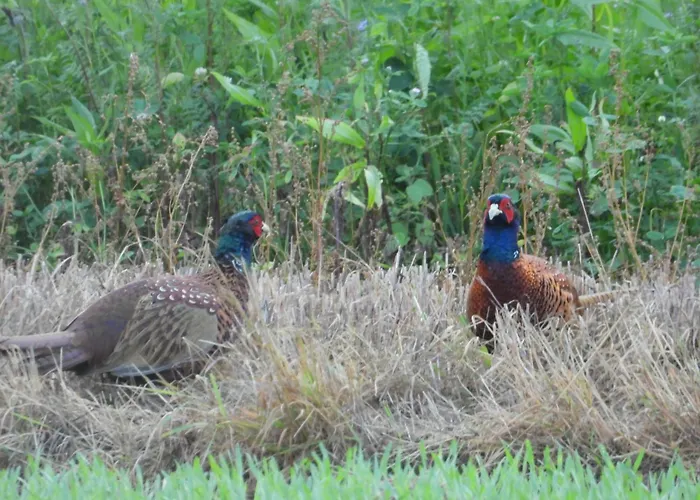Erwachsenen Der Wieserhof Wunderschöne Einzellage Gasthof *